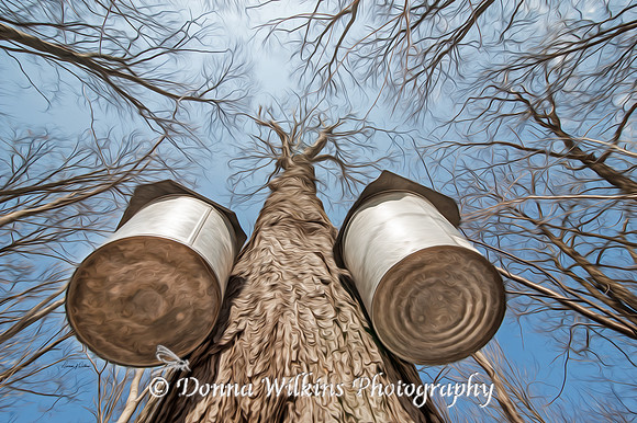 "Looking Up" , Ledge Haven Farm, Orwell, Vermont
