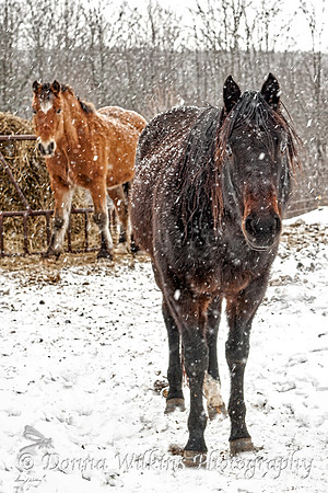 Snowy Ponies