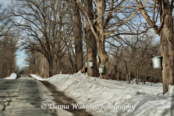 Lining The Road, Orwell, Vermont