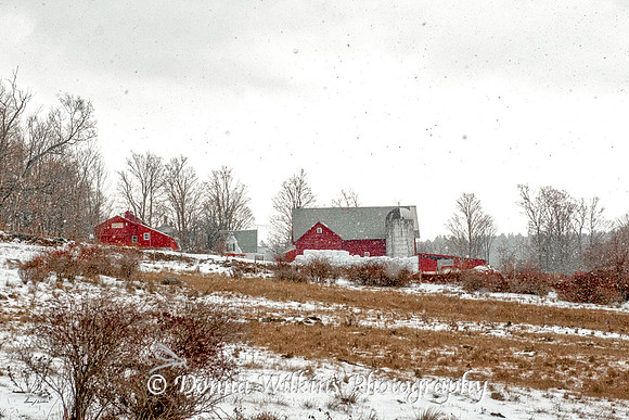 Snow Falling At Smith's Maple Crest Farm