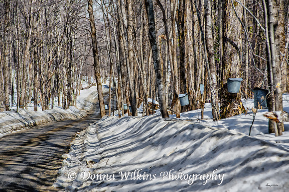 Buckets & Shadows, Tinmouth, Vermont