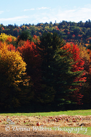 Winslow farm, Rt 7, Pittsford, Vermont