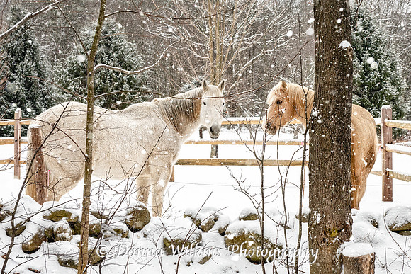 Beauty On A Snowy Morning