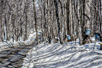Lining The Road, Wrights Rd, Tinmouth, Vermont