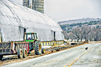 Crossing The Road At Billings Farm