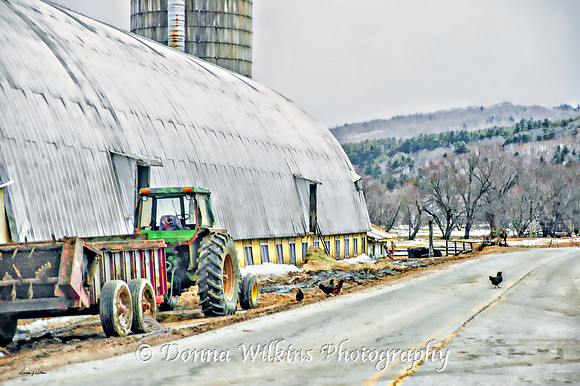 Crossing The Road At Billings Farm